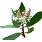 Canelo Xl 2 Mts / Drimys Winteri / Árbol Nativo Ornamental - Miniatura 1