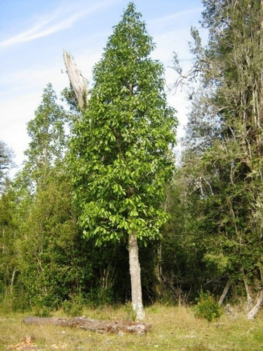 Canelo Xl 2 Mts / Drimys Winteri / Árbol Nativo Ornamental 2
