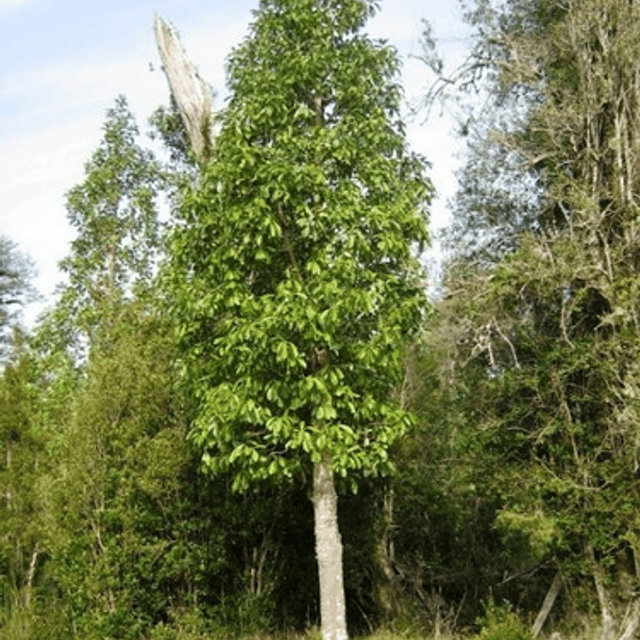 Canelo Xl 2 Mts / Drimys Winteri / Árbol Nativo Ornamental 2