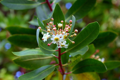 Canelo Xl 2 Mts / Drimys Winteri / Árbol Nativo Ornamental 3