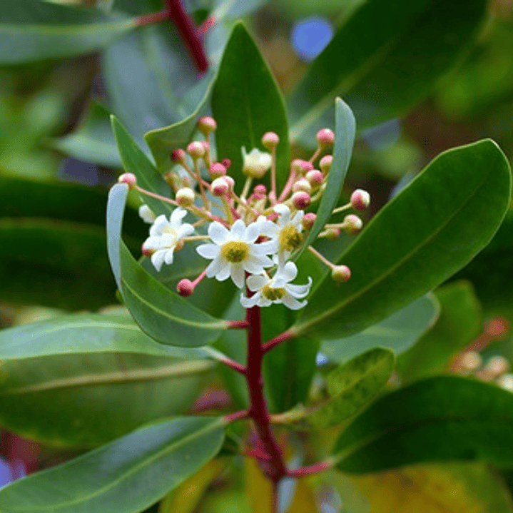 Canelo Xl 2 Mts / Drimys Winteri / Árbol Nativo Ornamental 3