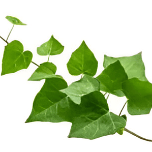 Hiedra Pata De Gallo Mimetizada Trepadora Enredadera