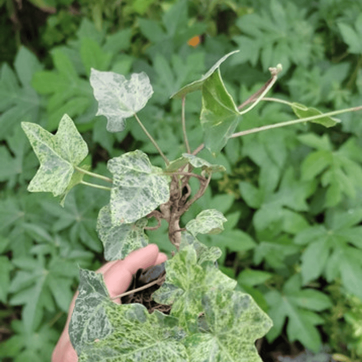 Hiedra Pata De Gallo Mimetizada Trepadora Enredadera 2