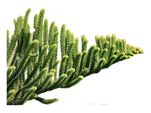 Araucaria Excelsa Grande 2mts