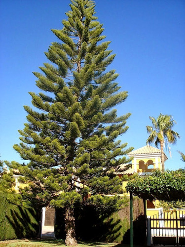 Araucaria Excelsa Grande 3 mts 2