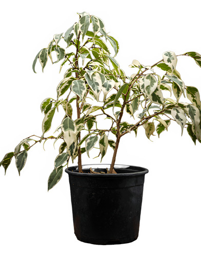 Ficus Hawaii 1,5 Mts Planta Interior Ornmanetal 1