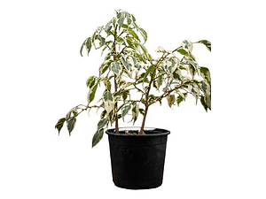 Ficus Hawaii 1,5 Mts Planta Interior Ornmanetal