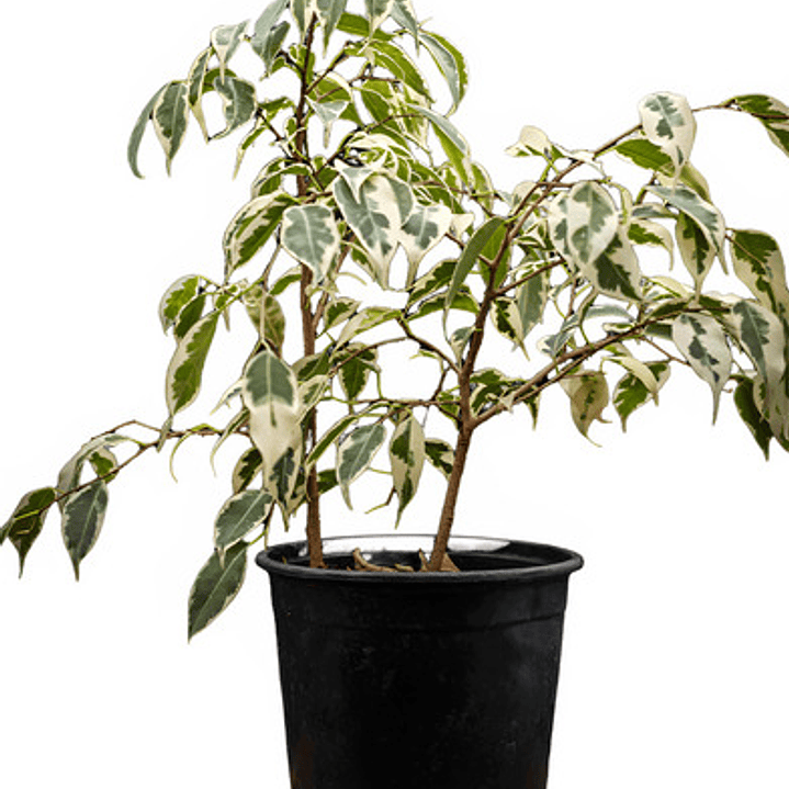 Ficus Hawaii 1,5 Mts Planta Interior Ornmanetal 1