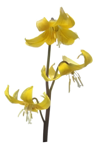 Lirio Planta Bulbo De Flor 1