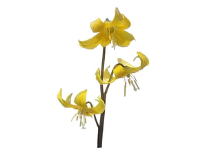 Lirio Planta Bulbo De Flor