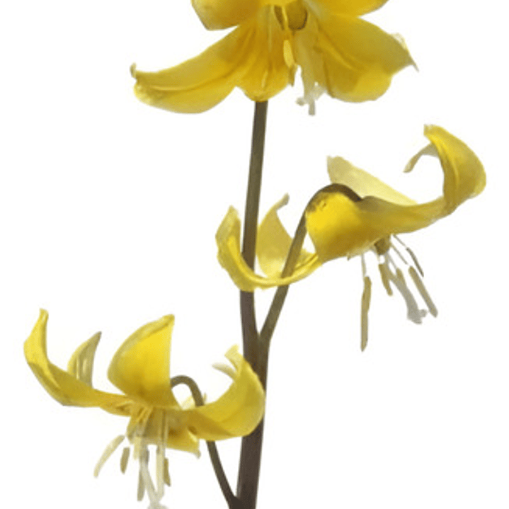 Lirio Planta Bulbo De Flor 1