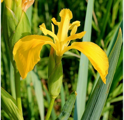 Lirio Planta Bulbo De Flor 2