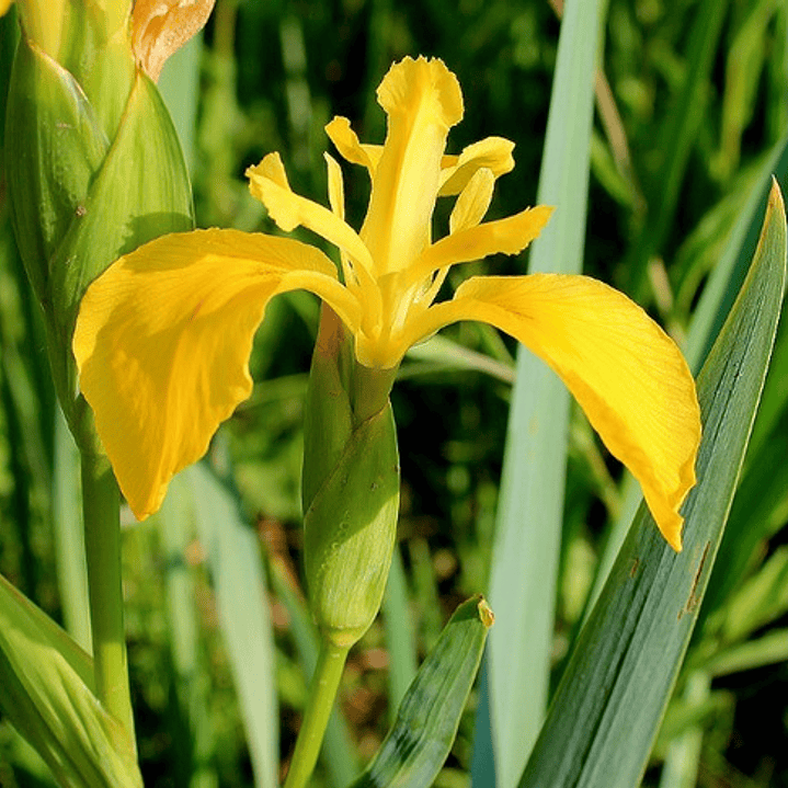 Lirio Planta Bulbo De Flor 2