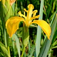Lirio Planta Bulbo De Flor - Miniatura 2