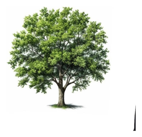 Fresno / Fraxinus Excelsior / Árbol Ornamental 1