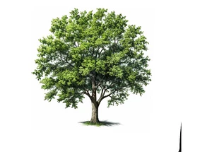 Fresno / Fraxinus Excelsior / Árbol Ornamental