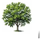 Fresno / Fraxinus Excelsior / Árbol Ornamental - Miniatura 1