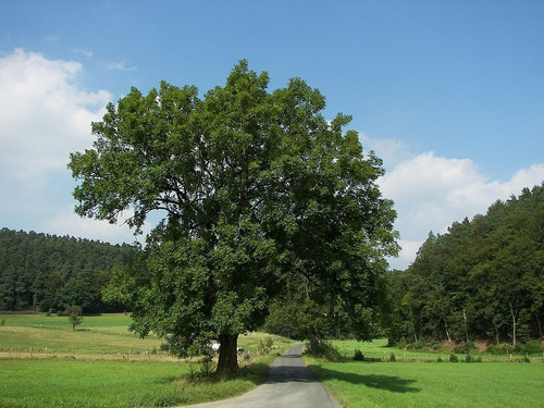 Fresno / Fraxinus Excelsior / Árbol Ornamental 2