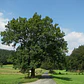 Fresno / Fraxinus Excelsior / Árbol Ornamental - Miniatura 2