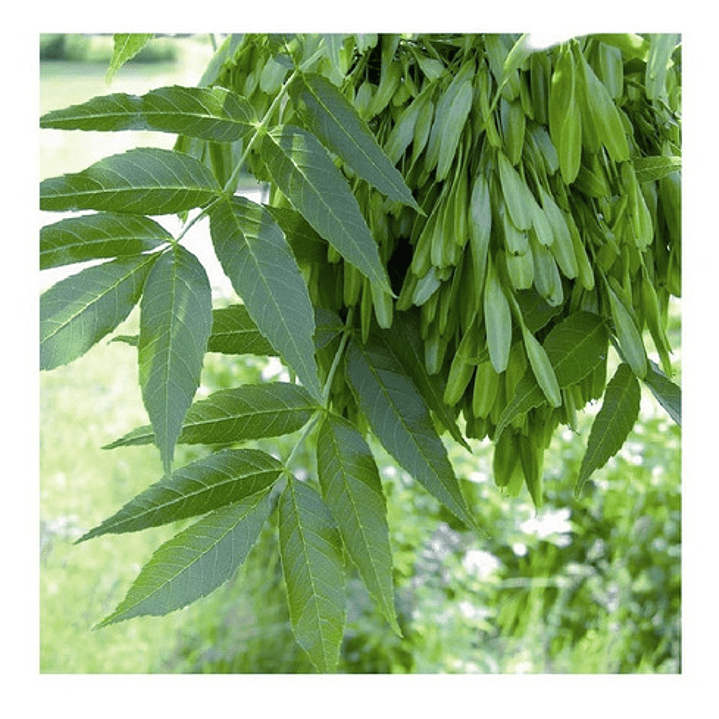Fresno / Fraxinus Excelsior / Árbol Ornamental 3