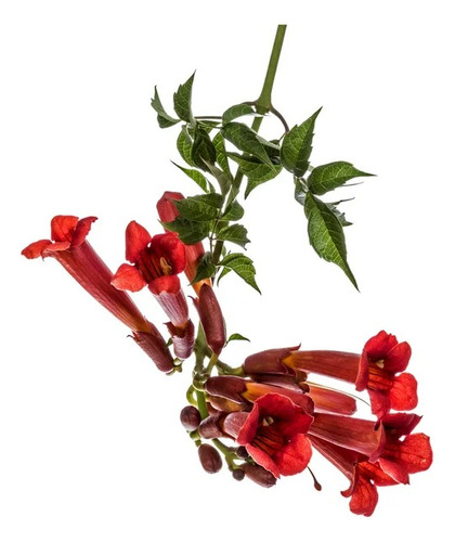 Bignonia Roja Campsis Radicans 1