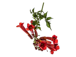 Bignonia Roja Campsis Radicans