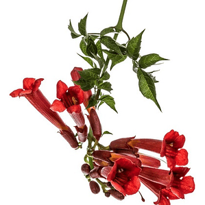 Bignonia Roja Campsis Radicans