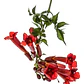 Bignonia Roja Campsis Radicans - Miniatura 1