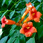 Bignonia Roja Campsis Radicans - Miniatura 2