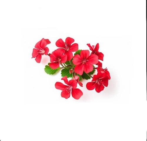 Cardenal Geranio Rojo Planta Arbusto Ornamental Flor 1