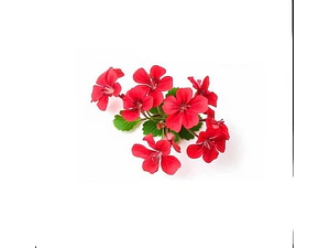 Cardenal Geranio Rojo Planta Arbusto Ornamental Flor
