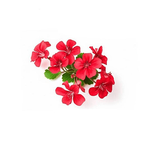 Cardenal Geranio Rojo Planta Arbusto Ornamental Flor