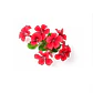 Cardenal Geranio Rojo Planta Arbusto Ornamental Flor - Miniatura 1