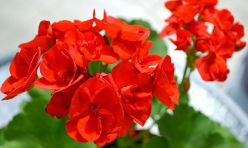 Cardenal Geranio Rojo Planta Arbusto Ornamental Flor 2