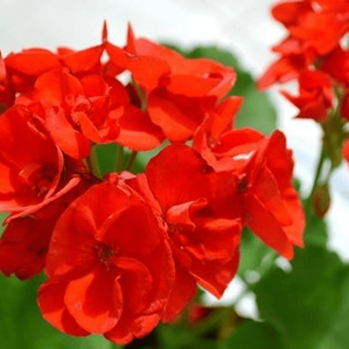 Cardenal Geranio Rojo Planta Arbusto Ornamental Flor 2