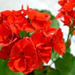 Cardenal Geranio Rojo Planta Arbusto Ornamental Flor - Miniatura 2