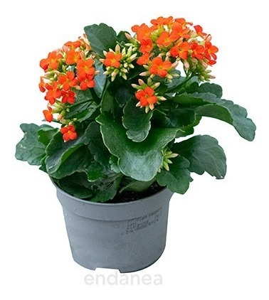 Kalanchoe Blossfeldiana Arbusto Ornamental Flor 1