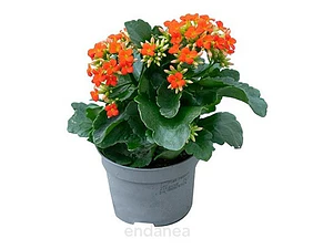 Kalanchoe Blossfeldiana Arbusto Ornamental Flor