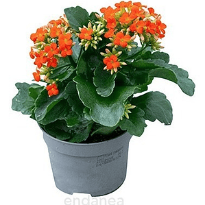 Kalanchoe Blossfeldiana Arbusto Ornamental Flor