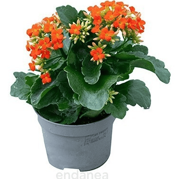 Kalanchoe Blossfeldiana Arbusto Ornamental Flor 1