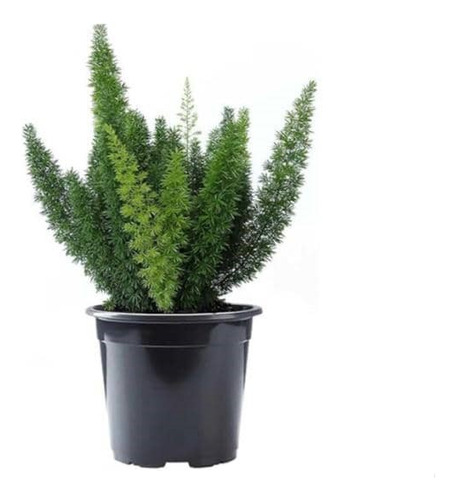 Helecho Meyeri Pequeño Planta Interior 1