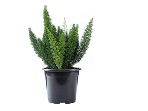 Helecho Meyeri Pequeño Planta Interior