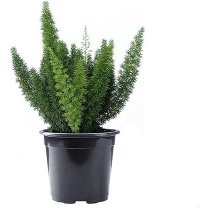 Helecho Meyeri Pequeño Planta Interior 1