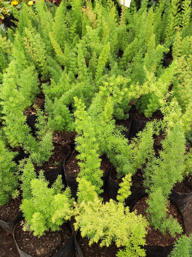 Helecho Meyeri Pequeño Planta Interior 2