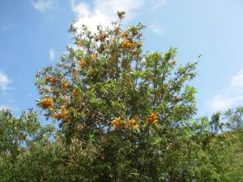 Grevillea Robusta Grande Xl 2,5 Mts Árbol Ornamental 1
