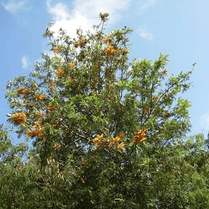 Grevillea Robusta Grande Xl 2,5 Mts Árbol Ornamental