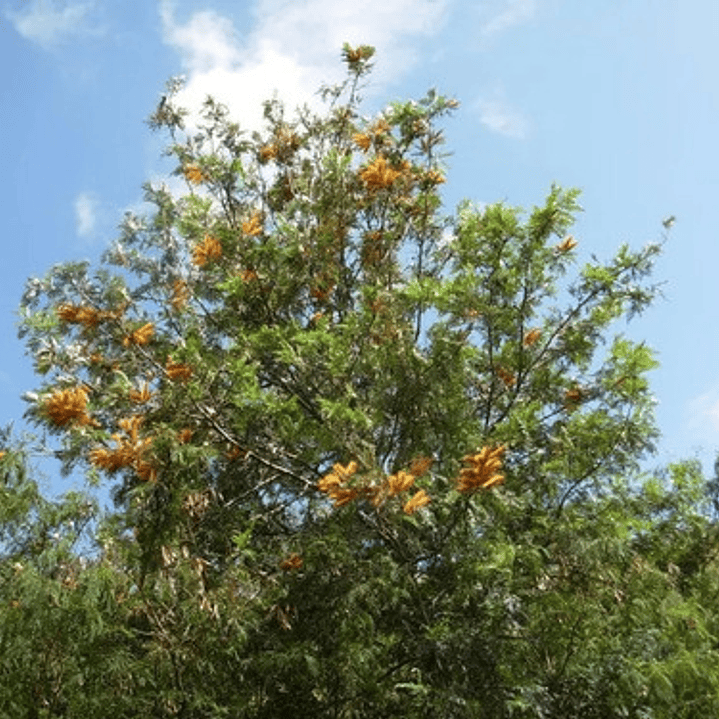 Grevillea Robusta Grande Xl 2,5 Mts Árbol Ornamental 1
