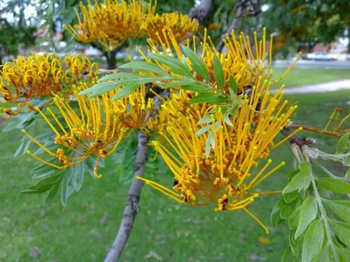 Grevillea Robusta Grande Xl 2,5 Mts Árbol Ornamental 2
