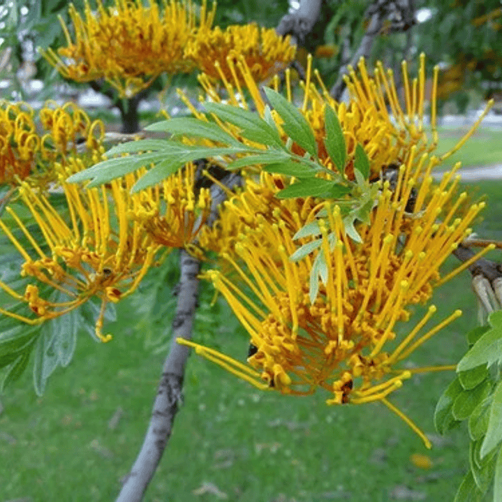 Grevillea Robusta Grande Xl 2,5 Mts Árbol Ornamental 2