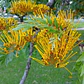 Grevillea Robusta Grande Xl 2,5 Mts Árbol Ornamental - Miniatura 2